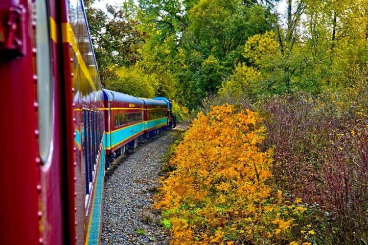 a train traveling down train tracks near a forest