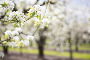 a close up of a flower