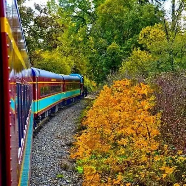 Colorful train on a curved track surrounded by autumn foliage.