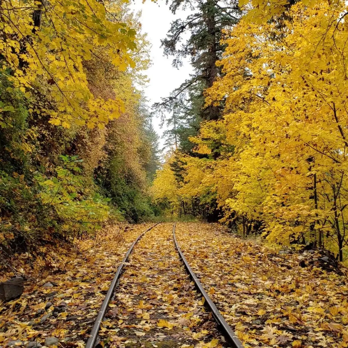 Railway tracks covered in yellow autumn leaves surrounded by trees.