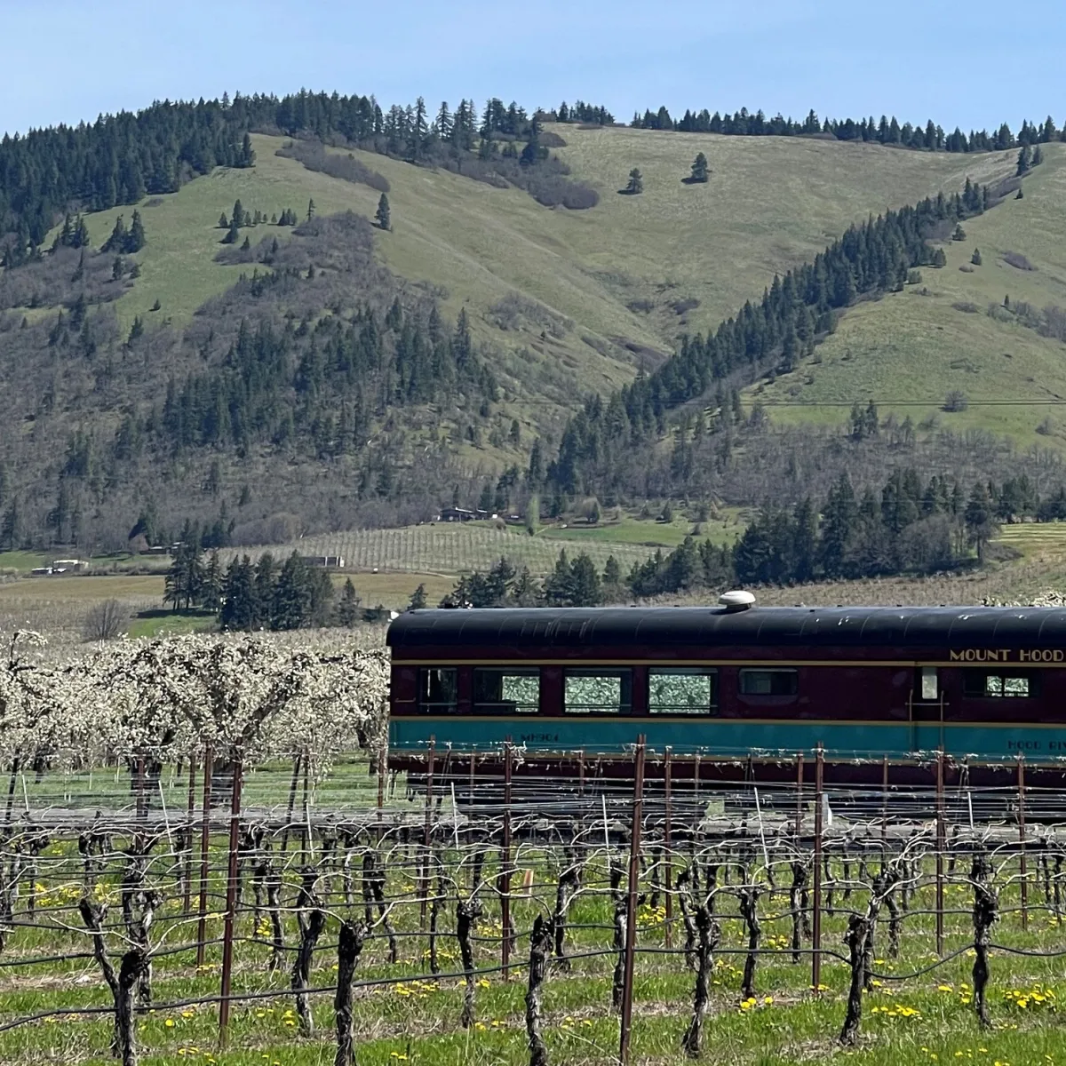 a herd of sheep grazing on a lush green field